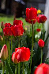Fototapeta premium Beautiful large red tulips closeup lit by the sun on a blurred background