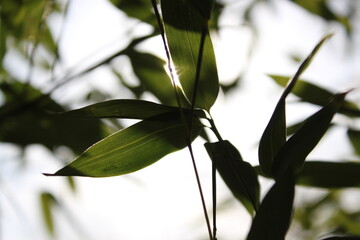 Fototapeta premium Bamboo background with green leaves and tropical branches defocussed behind with copy space 