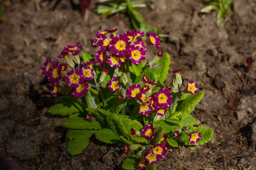 Purple summer flowers close-up on a background of green leaves