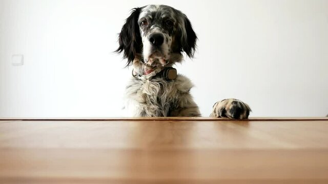 Front view of an English Setter dog taking a piece of ham on the table.