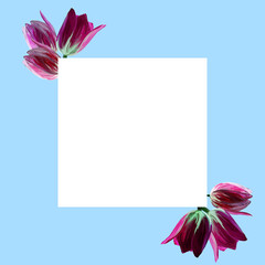 Mothers day greeting card with Blooming Tulip Flowers on blue background. Happy International Women's Day 8 March. Greeting card template with realistic beautiful blooming tulips on blue background