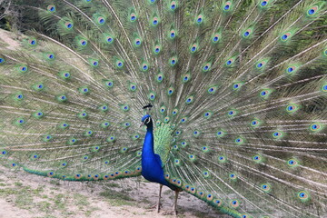 Obraz premium A male peacock shows the beautiful colors of its green-blue feathers and beats a wheel, animal park Bretten, Germany