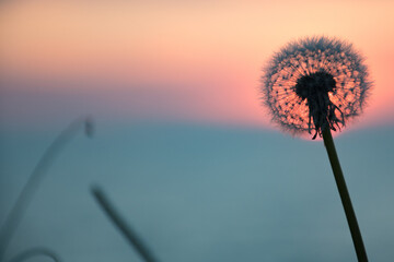 Wonderful sunset or sunrise on the sea, with blurred sky background and sun in the center of a flower silhouette, nature sunset or sunrise background