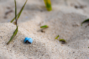 Blue shell in the sand. Little blue shell in the sand. Against the background of green grass and sand a small blue broken shell
