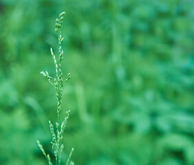 Solitary plant blade of grass on a green natural background. Copy space. Selective focus.                