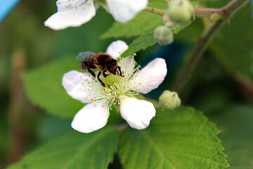 Bee on a white blackberry flower