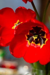 Naklejka premium Beautiful large red tulips closeup lit by the sun on a blurred background