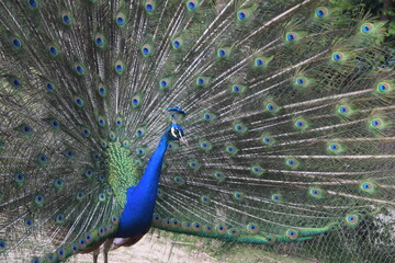 Obraz premium A male peacock shows the beautiful colors of its green-blue feathers and beats a wheel, animal park Bretten, Germany