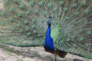 Naklejka premium A male peacock shows the beautiful colors of its green-blue feathers and beats a wheel, animal park Bretten, Germany