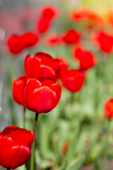 Fototapeta premium Beautiful large red tulips closeup lit by the sun on a blurred background