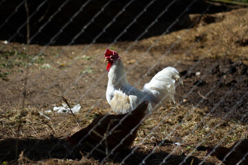 Beautiful white rooster behind the net on a blurry dark background.