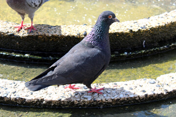 Pigeon in an fountain sitting