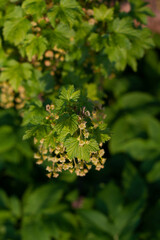 A lot of small yellow flowers with leaves closeup lit by the sun on a blurred background