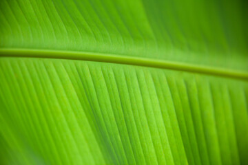 The detailed pattern images of the banana leaves can be used to make a background image.
