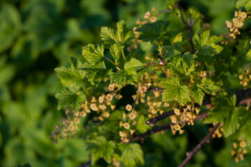 A lot of small yellow flowers with leaves closeup lit by the sun on a blurred background