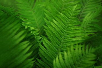 green fern leaf