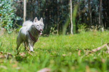 White dirty husky cute dog with pink harness in the green woods smiling