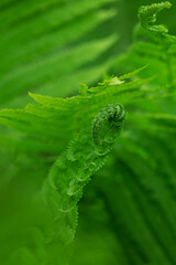close up of fern leaf