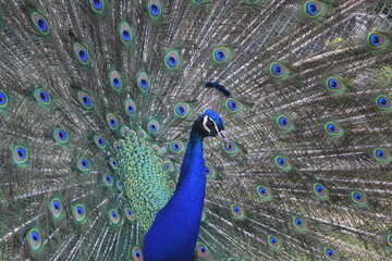 Fototapeta na wymiar A male peacock shows the beautiful colors of its green-blue feathers and beats a wheel, animal park Bretten, Germany