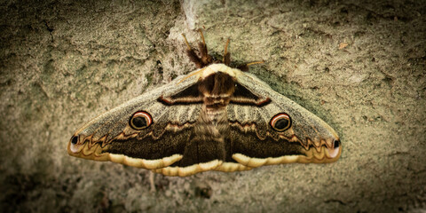 butterfly on the curb in the yard