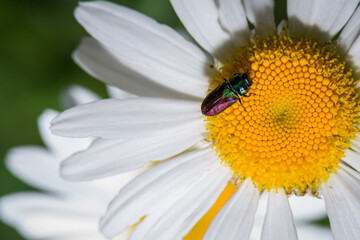 Obraz premium camomile flower garden close up with a small multicolored bug on it