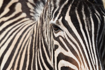 Fototapeta na wymiar Head and eyes of a zebra in the Animal Park Bretten, Germany