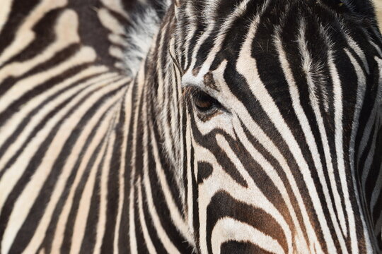 Head and eyes of a zebra in the Animal Park Bretten, Germany
