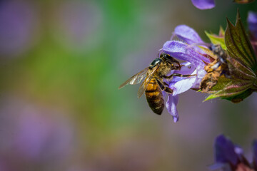 a bee collects nectar from a sage flower close up macro photo with blurred bokeh