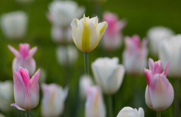 White tulips, delicate pastel shades. Selective focus, blurred background.