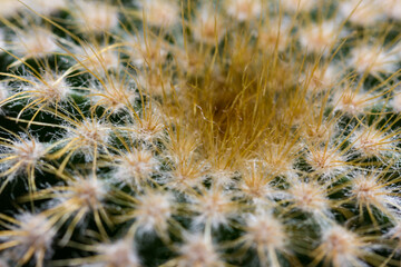 Macro of a cactus plant