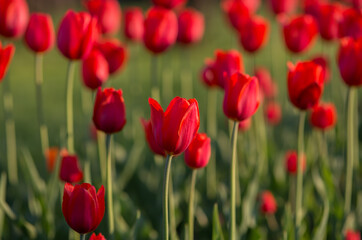 Red tulips illuminated by the sun. Selective focus, blurred background.