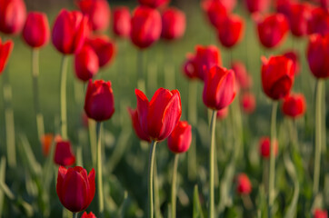 Fototapeta premium Red tulips illuminated by the sun. Selective focus, blurred background.