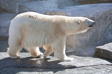 Polar bear walking calmly on rocks.