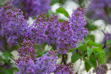 Blooming lilacs purple spring on a clear day. Selective focus