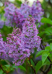 Blooming lilacs purple spring on a clear day. Selective focus