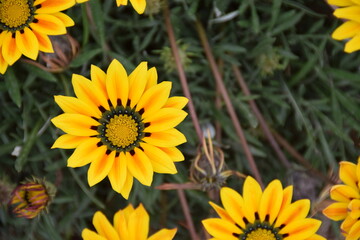 Very beautiful, brightly glowing perfect flowers in the garden in front of the ruin Qsar Al Azraq, Jordan