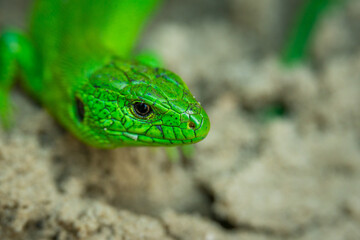 small green lizard close up head