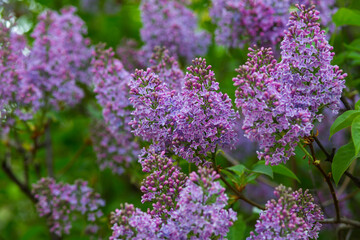 Blooming lilacs purple spring on a clear day. Selective focus