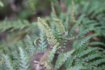 fern plant growing new shoots background 
