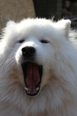 Samoyed dog  puppy head face  white fluffy  herding dog  with thick white related to the laika , spitz  from Siberia