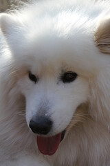 Samoyed dog  puppy head face  white fluffy  herding dog  with thick white related to the laika , spitz  from Siberia