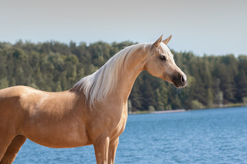 Portrait of a beautiful palomino horse on natural summer background near a river, head closeup - obrazy, fototapety, plakaty