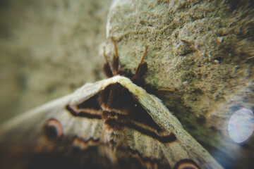 butterfly on the curb in the yard