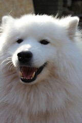 Samoyed dog  puppy head face  white fluffy  herding dog  with thick white related to the laika , spitz  from Siberia