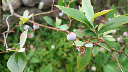 한국 제주도 블루베리 나무에 열린 블루베리