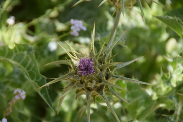 Thistle bud in the garden of the Church of Memory of Moses, Mount Nebo, Jordan