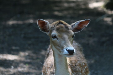 Fototapeta premium Hirsch