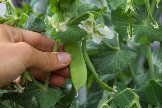 hand picking a fresh green snow pea in the garden