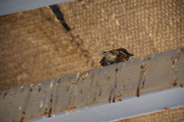 Sparrow sitting on a metal pole with bird shit under a roof next to the church in memory of Moses, Mount Nebo, Jordan