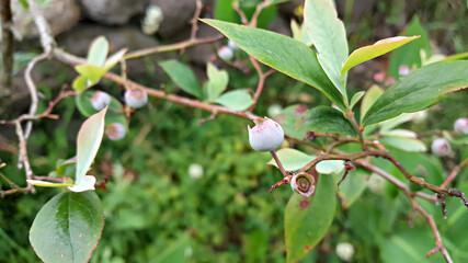 한국 제주도 블루베리 나무에 열린 블루베리